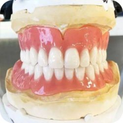 Model of dentures.